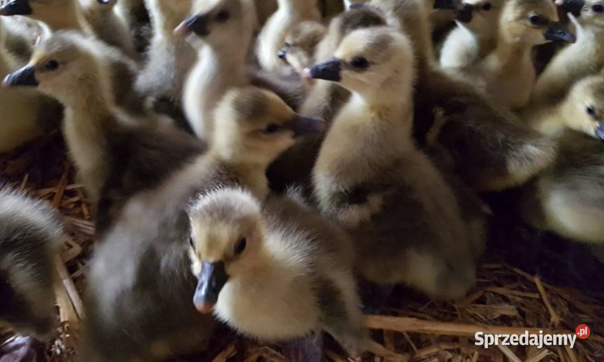 Gęsi kubańskie piskleta Suszec