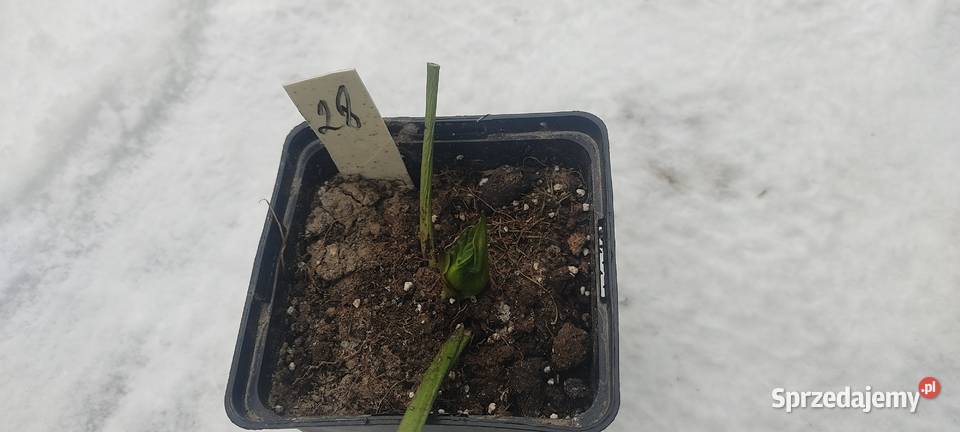 Ciemiernik wschodni Double Pink Spotted z Dom i Ogród Białystok