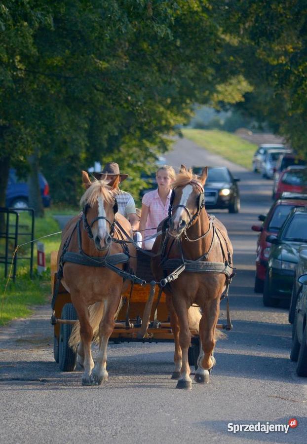 parę zaprzęgową koniekoń konie konia Środa Wielkopolska