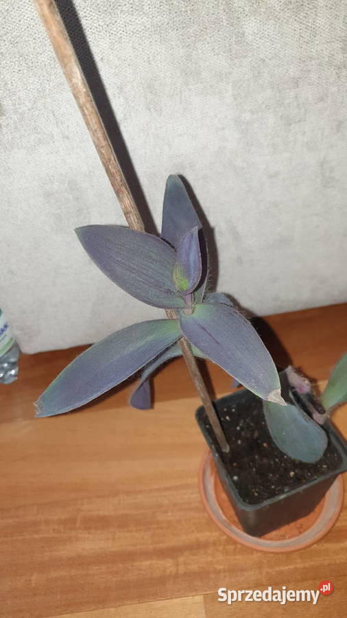 Trzykrotka setkrezja purpurowa kwiat rosnący wys Warszawa