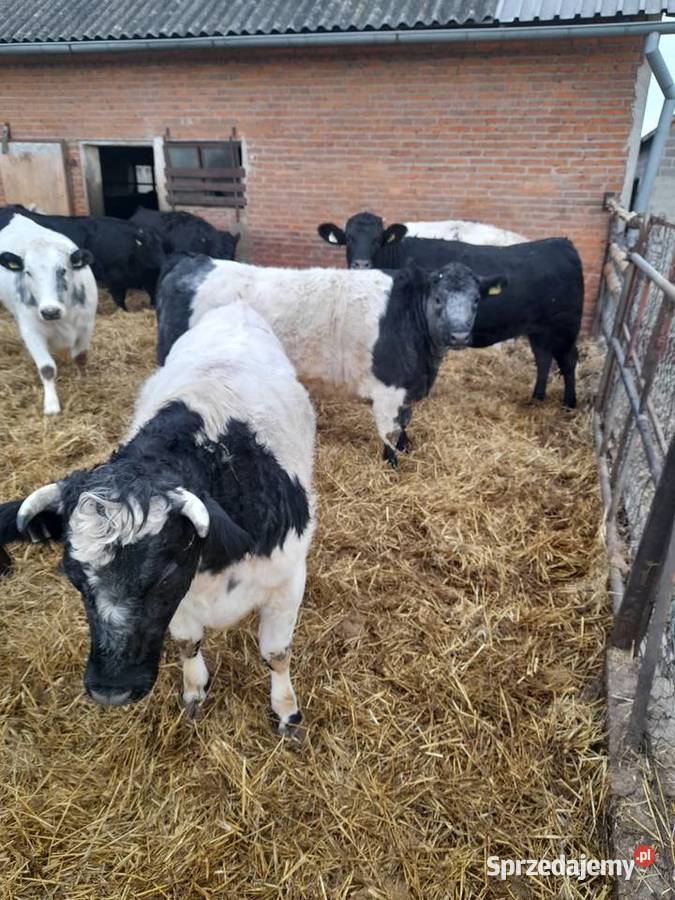 Sprzedam jałówki mięsne Zacywilki