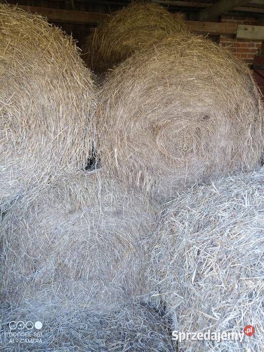 Siano Wysłodki Guzówka