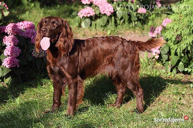 szczenięta płochacz niemiecki warmińsko-mazurskie sprzedam