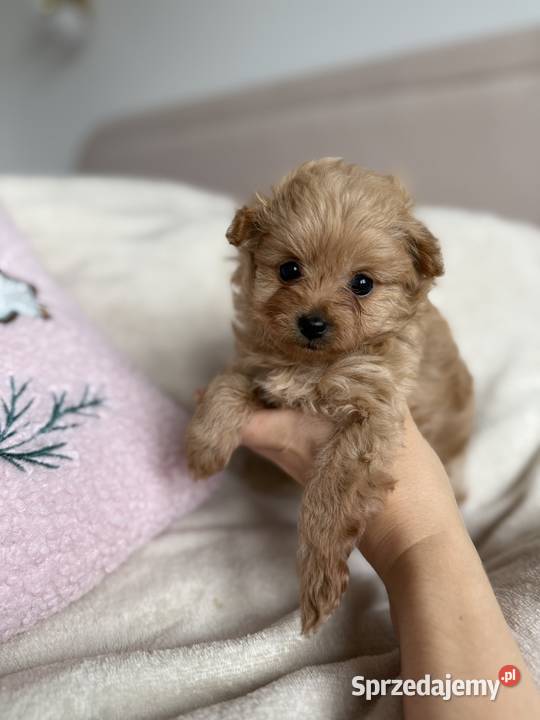 POMAPOO szpic miniaturowy pudel toy suczka sprzedam