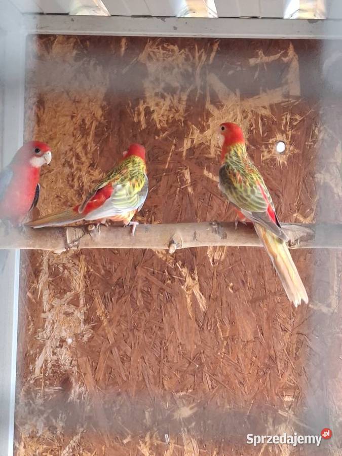 Rozella rozelle białolice Lubiechowo sprzedam