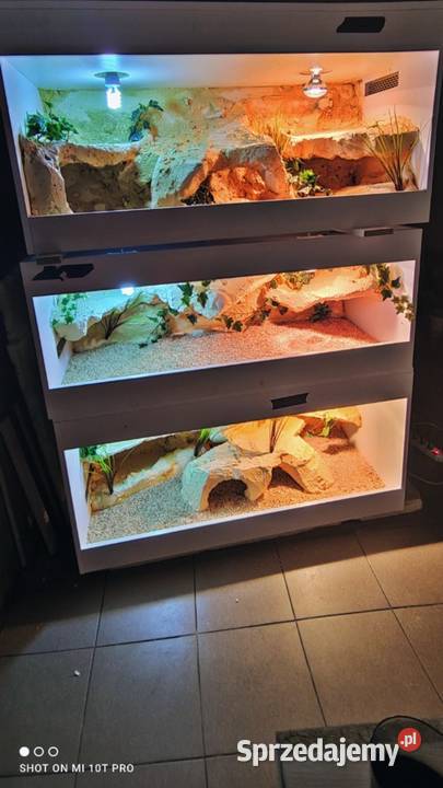 Terrarium hodowlane żółwia greckiego agamy opolskie Opole