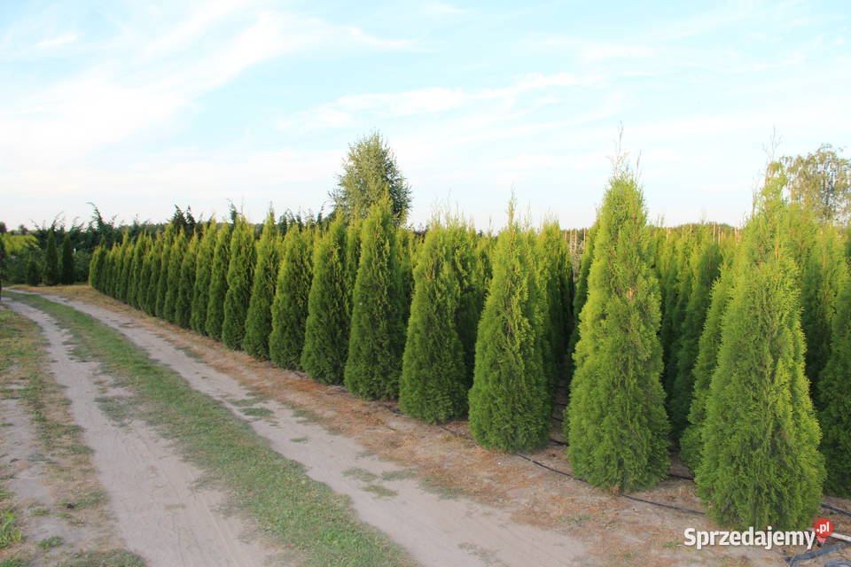 Tuja SzmaragdThuja Smaragd 220250 SUPER JAKOŚĆ Mogielnica
