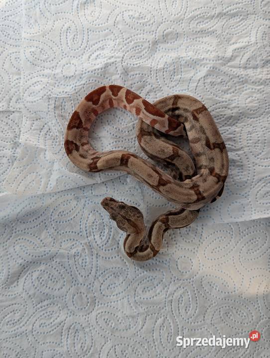 Młode boa cesarskie Salmon 100% het VPI T+