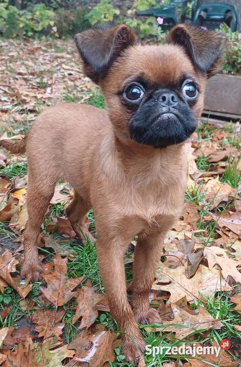 Gryfonik Brabancki Brabant Jelenia Góra