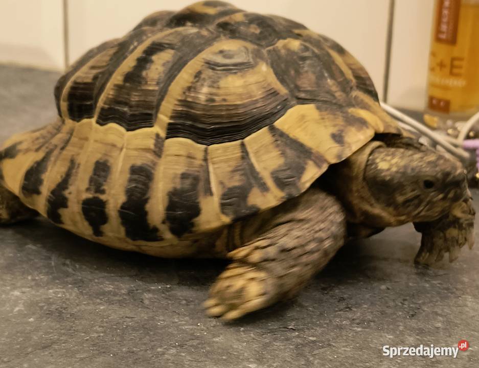 ŻÓW GRECKI dorosły samiec Nowa Sól