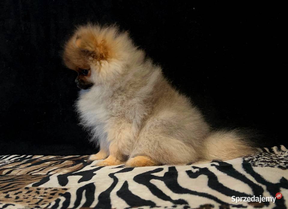 Szpic miniaturowy Pomeranian suczka ORANGE SABLE Łódź