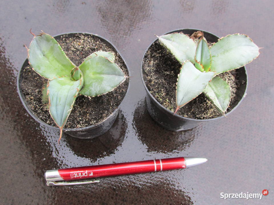 Agave titanota agawa tytanowa sadzonki Kraków