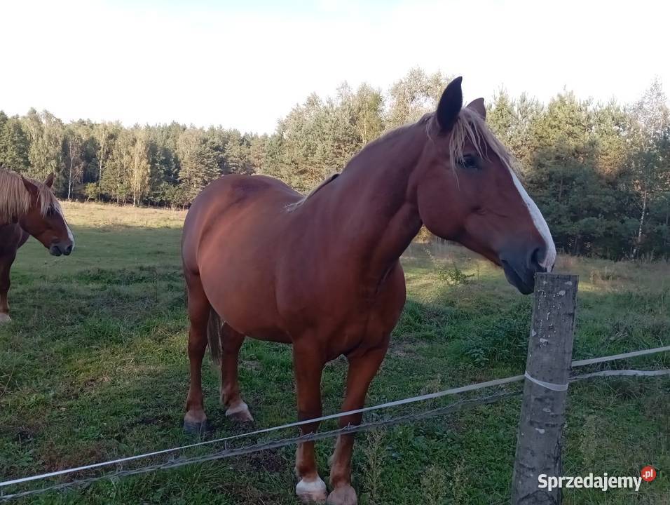 Sprzedam klacz zimnokrwista Konie Konie Radawa sprzedam