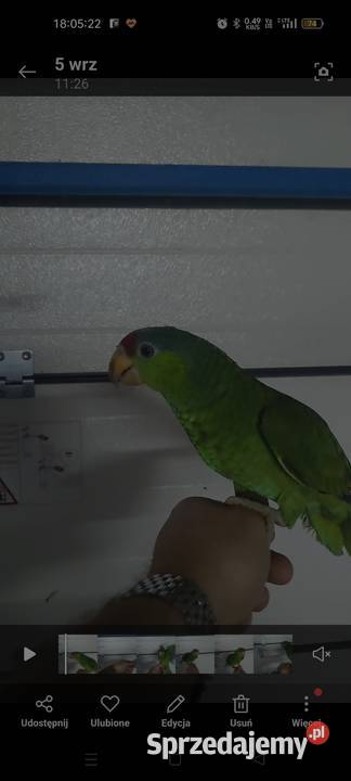 Amazonka Krasnogłowa Viridigenalis ręcznie Zwierzęta Kraków