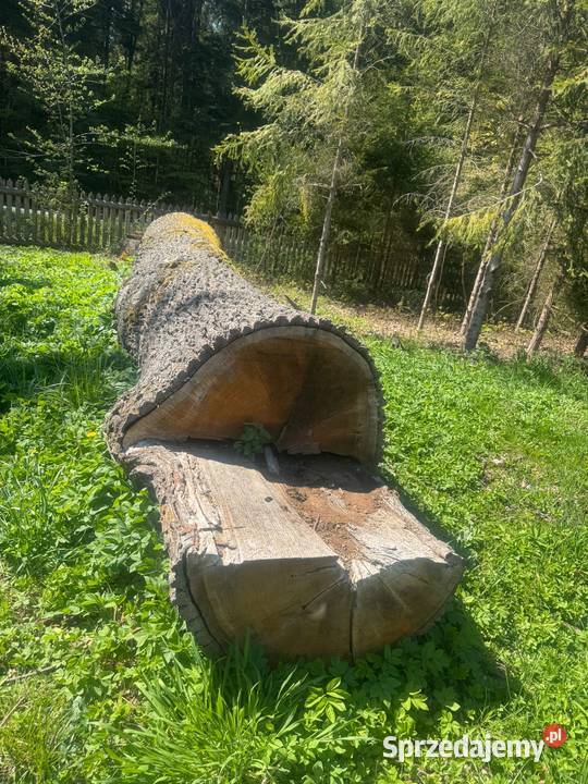 Dąb tarcia dębowa monolit Jeżowe