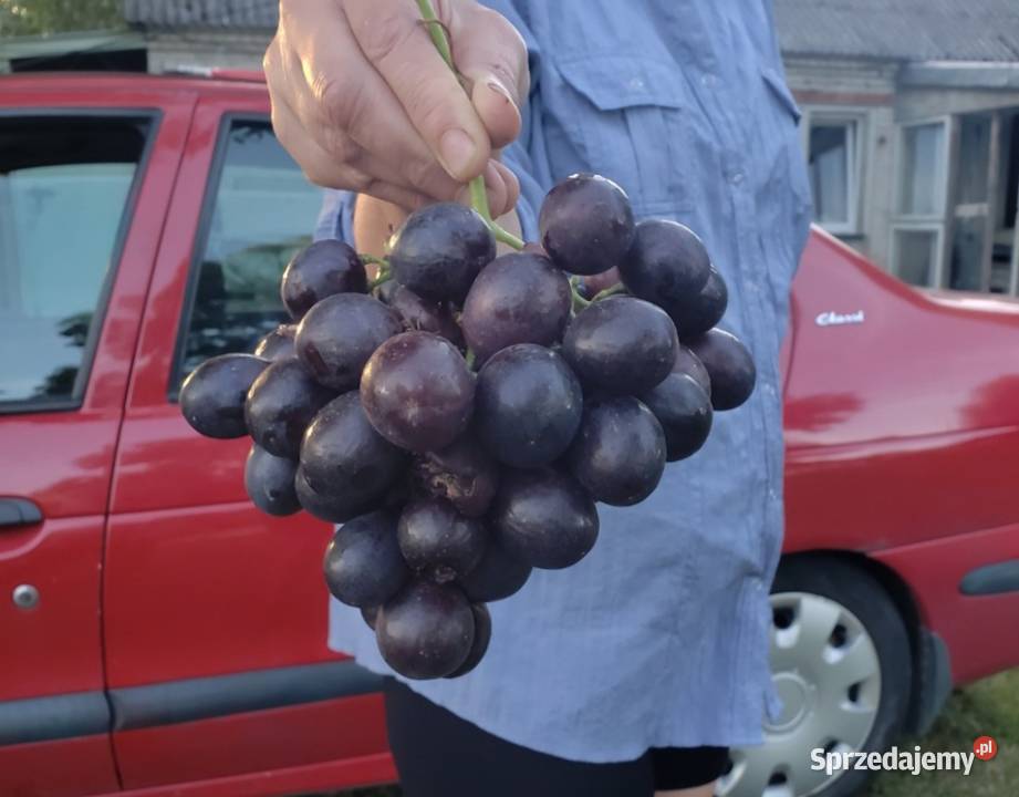 Sadzonki winorośli deserowych Owocowe Świdnik