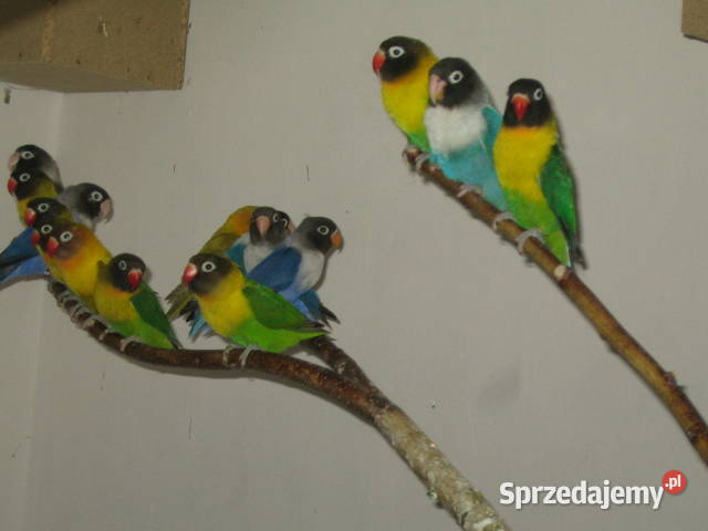 nierozłączki Kraków