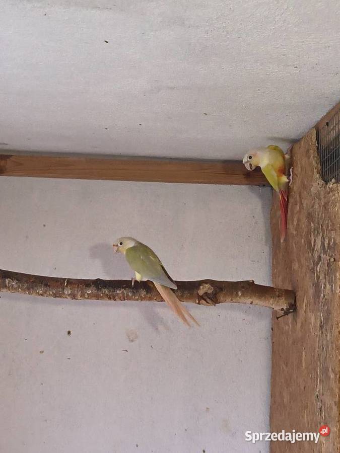 Rudosterki Para Gotowa do lęgów Truskolasy sprzedam