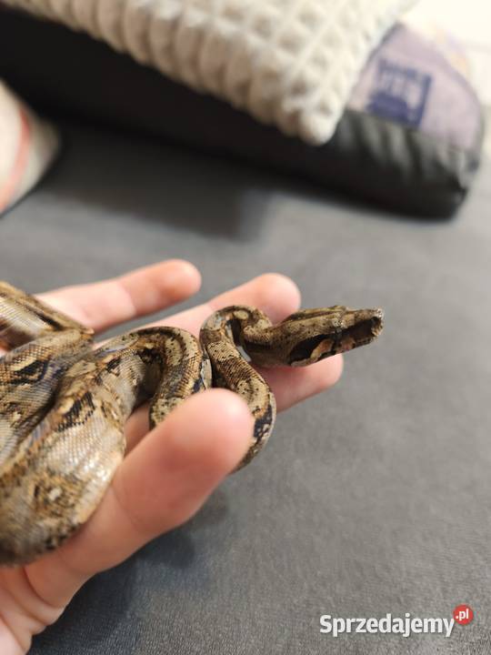 Boa constrictor Wałbrzych