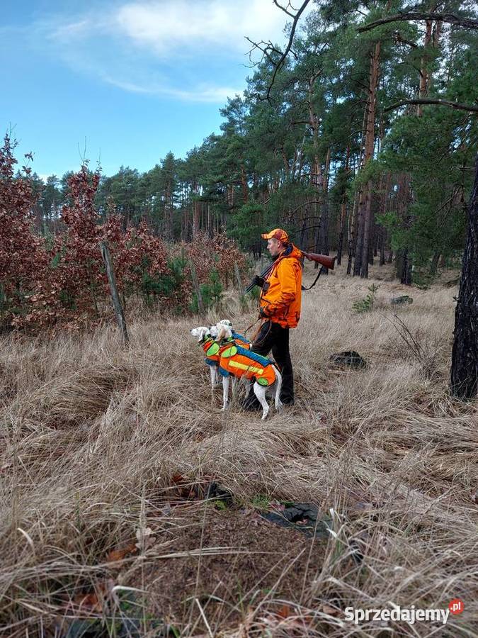 Gończe PORCELAINE FCI super szczeniak zachodniopomorskie Drawno