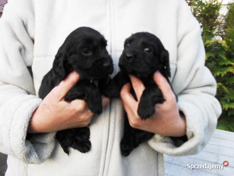 COCKER SPANIEL ANGIELSKI SZCZENIACZKI Trzcianka
