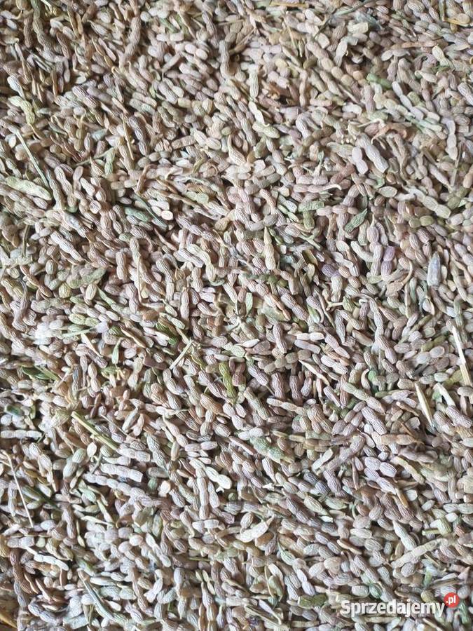 Saladera seladera seradela saradela łódzkie