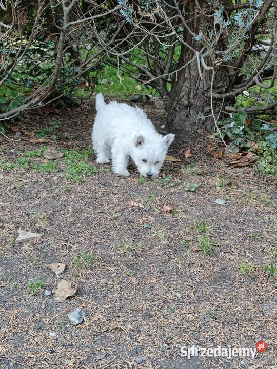 Suczka rasy West Highland White Terrier terrier pomorskie Gościszewo sprzedam