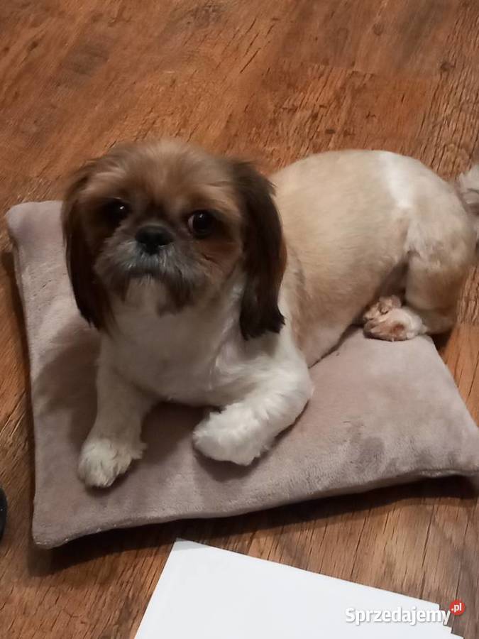 Shih tzu Żychlin