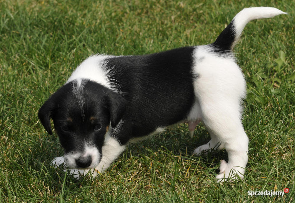 Foksterier krótkowłosy szczeniak samiec wielkopolskie Rokietnica sprzedam