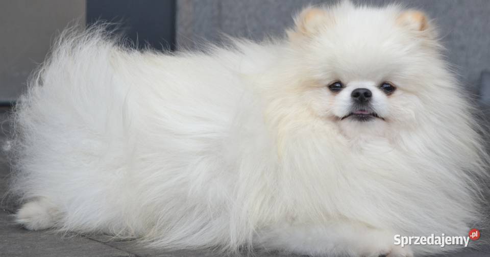 SZPIC MINIATUROWY POMERANIAN PIĘKNY REPRODUKTOR Drogusza