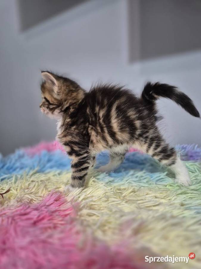 Syberyjska kotka NIKA rodowód FIFE FPL Stary Broniszew