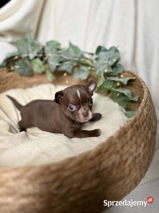 Piesek Chihuahua Czekoladowy z białymi Częstochowa