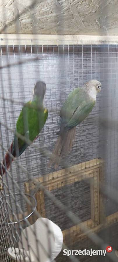 Sprzedam zamienię na inne ptaki parę rudosterek Tarnogród