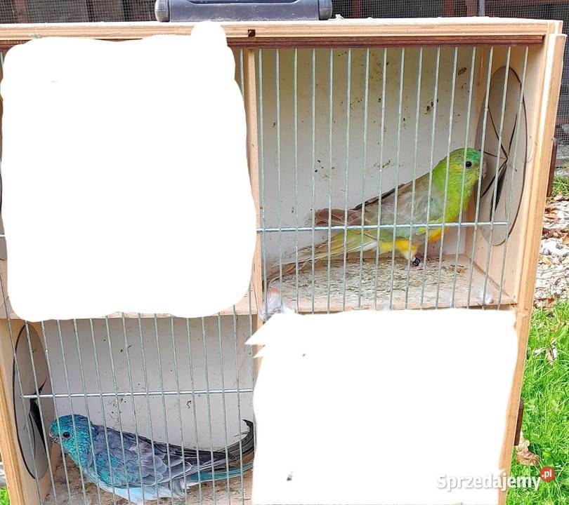 Świergotki zmienią woliere małopolskie Wadowice