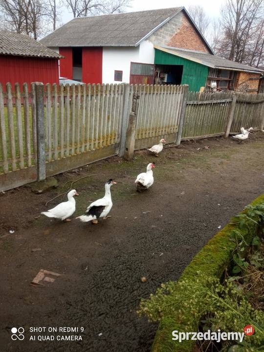 Kaczki Francuskie podkarpackie Dulcza Mała