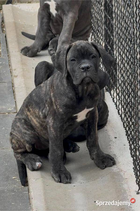 Cane Corso Szczenięta Lamk sprzedam