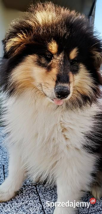 Owczarek szkocki collie ZKwP FCI Warszawa