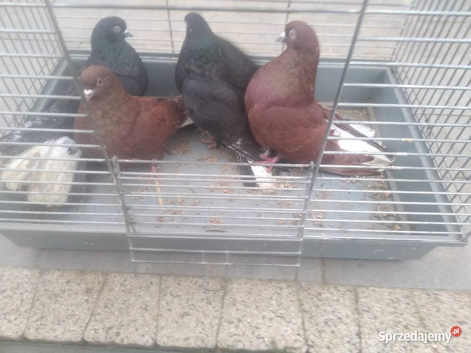 Gołębie orliki lubelskie Tokarówka