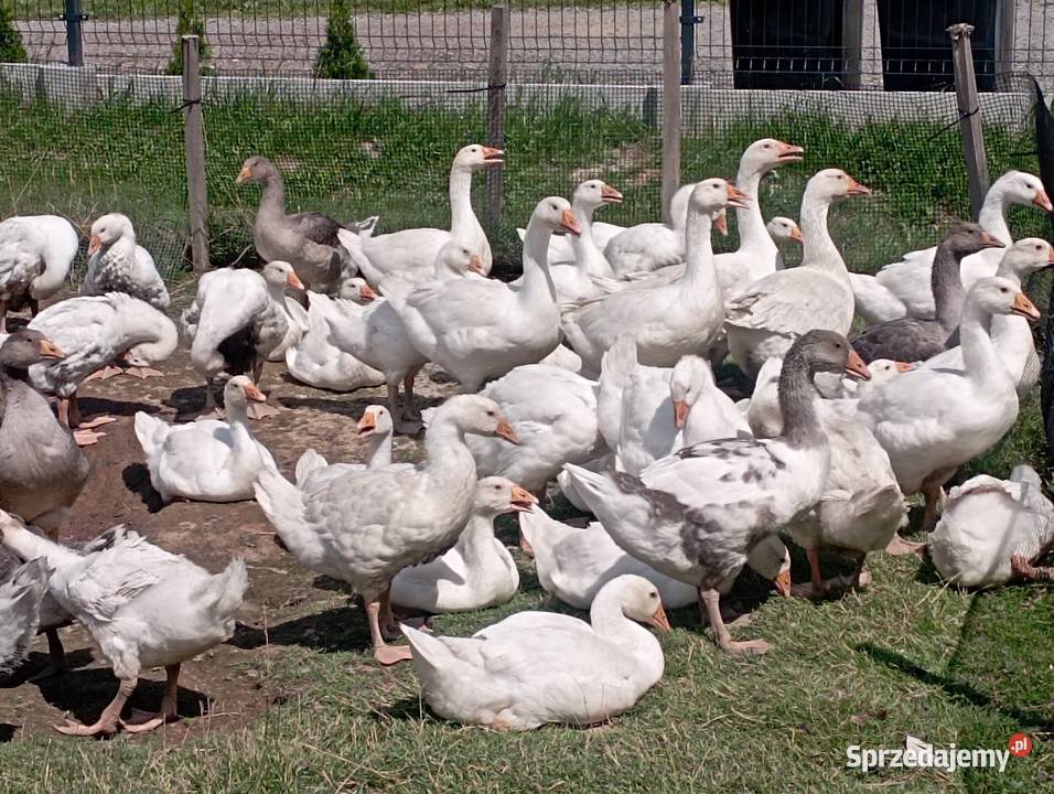 Gęsi ODCHOWANE Rasy Kołudzkiej i Landes