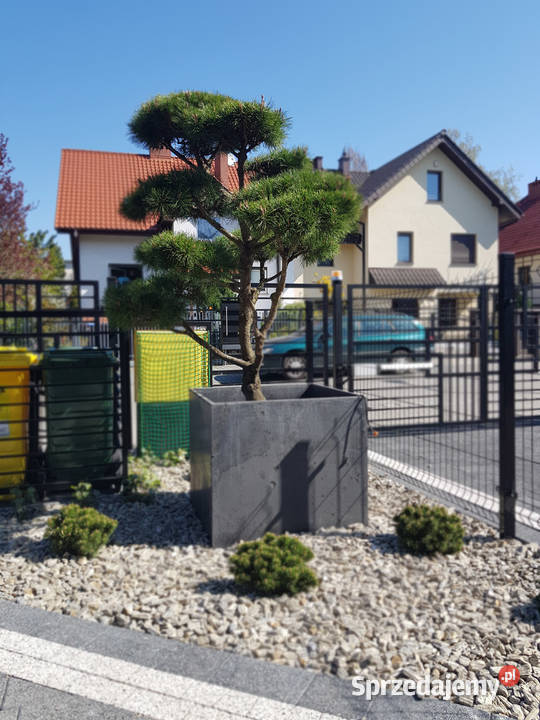 Donica betonowa 100x50x50 Donice betonowe beton wielkopolskie Rawicz