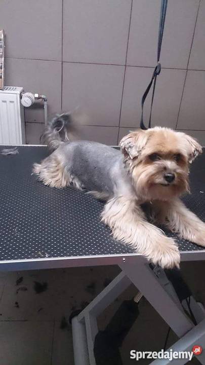 Sprzedam Sklep Zoologiczny łódzkie Łódź