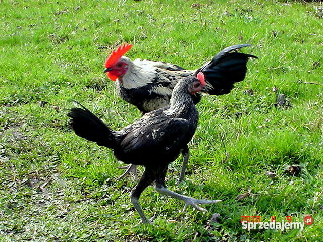 drób ozdobny Dąbrowa Górnicza sprzedam