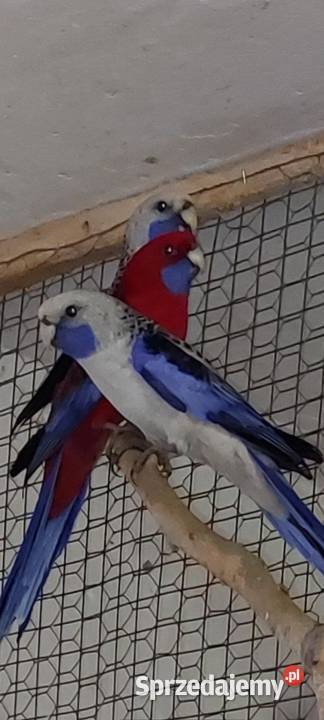 Papuga rozella krolewska małopolskie Wieliczka