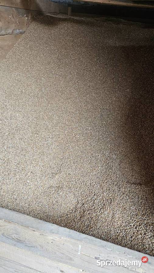 Pszenica ozima zbiór 2025 Matygi