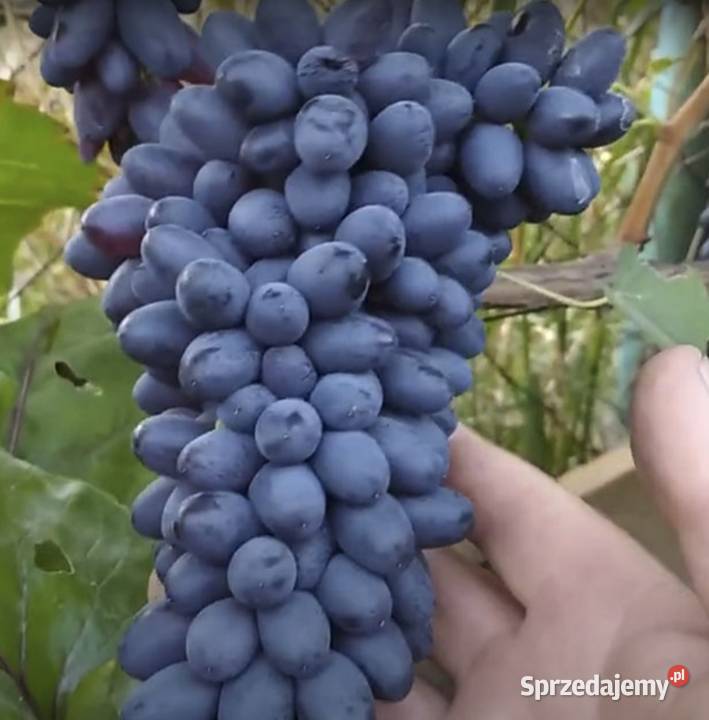 Winogron Sadzonki bezpestkowych winorośli Owocowe Świdnik
