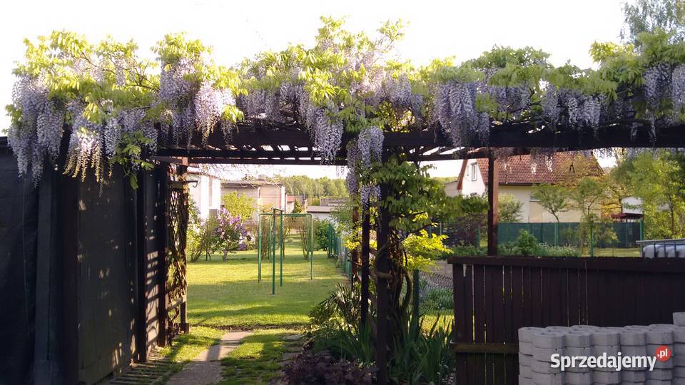 Nasiona glicynia wisteria 30 sztuk Łaziska Górne