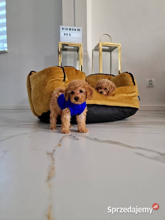 Pudelki toy do odbioru tatus FCI Pozostałe Jasło sprzedam