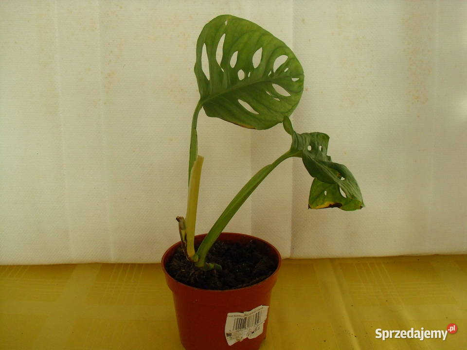 Kwiat Monstera Zielone Rośliny domowe