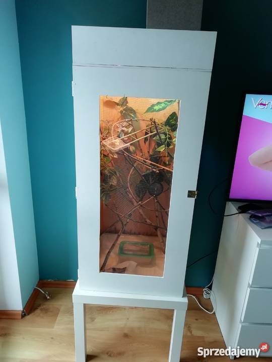 Kameleon Jemeński samiec w pełni wyposażone Lublin