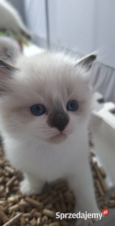 Kocięta Ragdoll Rodowód wyprawka Lędziny
